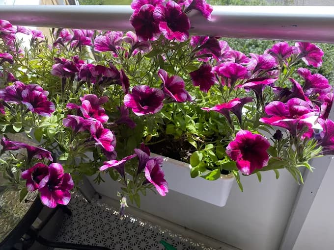 Blommande petunior i kruka